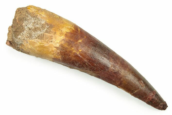 Bargain, Fossil Spinosaurus Tooth - Real Dinosaur Tooth #250962